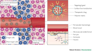 Figure 2. The neurovascular unit (bottom right panel) regulates the dynamic and continuous crosstalk between circulating blood elements and brain cellular components, including perivascular macrophages, astrocytes and neurons. At the interface between blood and brain (the blood-brain barrier), endothelial cells and associated astrocytes are stitched together by structures called tight junctions. The blood-brain barrier hinders the delivery of many potentially important diagnostic and therapeutic drugs to the CNS. The barrier results from the selectivity of the tight junctions between endothelial cells in the blood vessels that restricts the passage of solutes. Astrocyte cell projections called astrocytic feet surround the endothelial cells of the blood-brain barrier, providing biochemical support to those cells. The pericytes shown in this figure are undifferentiated mesenchymal-like cells that also line and support these vessels contributing to the complex layering of cells forming the blood-brain barrier. Nanocarriers (top right panel) are materials that can be configured into several different shapes (tubes, spheres, particles, rods, etc.) and can be loaded with drugs for sustained delivery to specific sites that are targeted by coating the surface of the material with peptides. In this figure, the nanocarrier contains a therapeutic drug, a targeting peptide to increase the penetration of the drug into the brain tissue and a functionalized surface consisting of, for example, an antibody to target a specific antigen or a steric coating made of polyethylene glycol or dextrans. Active targeting (left panel) enhances the biodistribution of drug-loaded nanocarriers in the brain tissue, improving the therapeutic efficacy of drugs. Once particles have extravasated in the target tissue, the presence of ligands on the particle surface facilitates their interaction with receptors that are present on target cells resulting in enhanced accumulation and cellular uptake through receptor-mediated processes (Ref. 4; reproduced with permission from Nature Publishing Group © 2009)