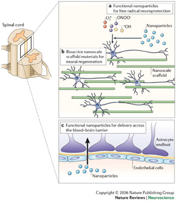 Applications of nanotechnology in clinical neuroscience. Nanotechnology can be used to limit and/or reverse neuropathological disease processes at a molecular level or facilitate and support other approaches with this goal. (a) Nanoparticles that promote neuroprotection by limiting the effects of free radicals produced following trauma (for example, those produced by CNS secondary injury mechanisms). (b) The development and use of nanoengineered scaffold materials that mimic the extracellular matrix and provide a physical and/or bioactive environment for neural regeneration. (c) Nanoparticles designed to allow the transport of drugs and small molecules across the blood-brain barrier (Ref. 7; reproduced with permission from Nature Publishing Group © 2006.)