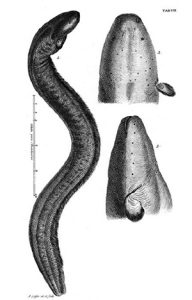 Fig. 3. Trembling eel from Gronov's Zoophylacium (1758)
